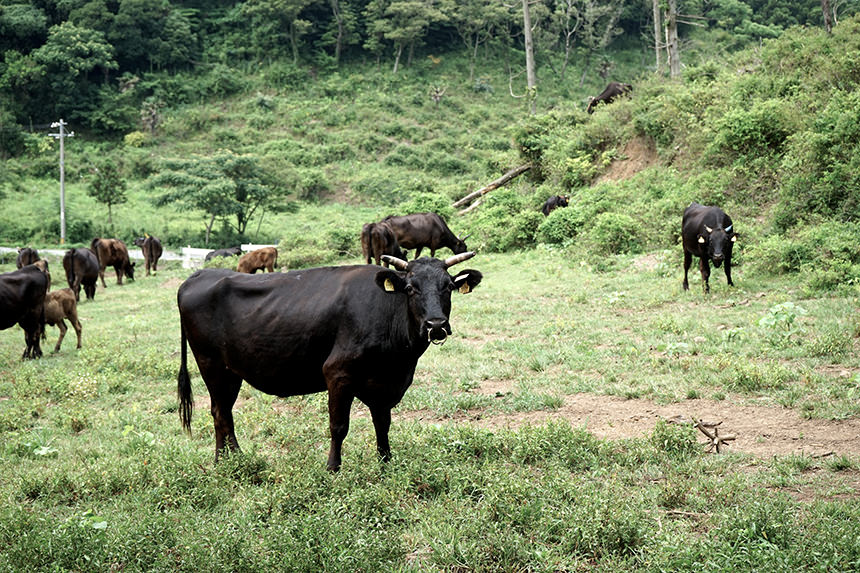 隠岐の島の牛の写真