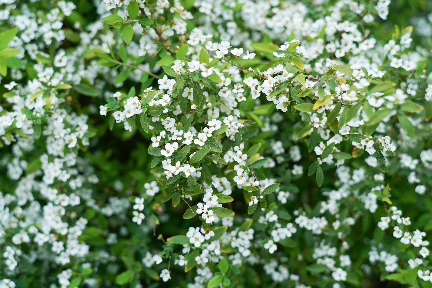 西原緑道に咲く白い小さな花