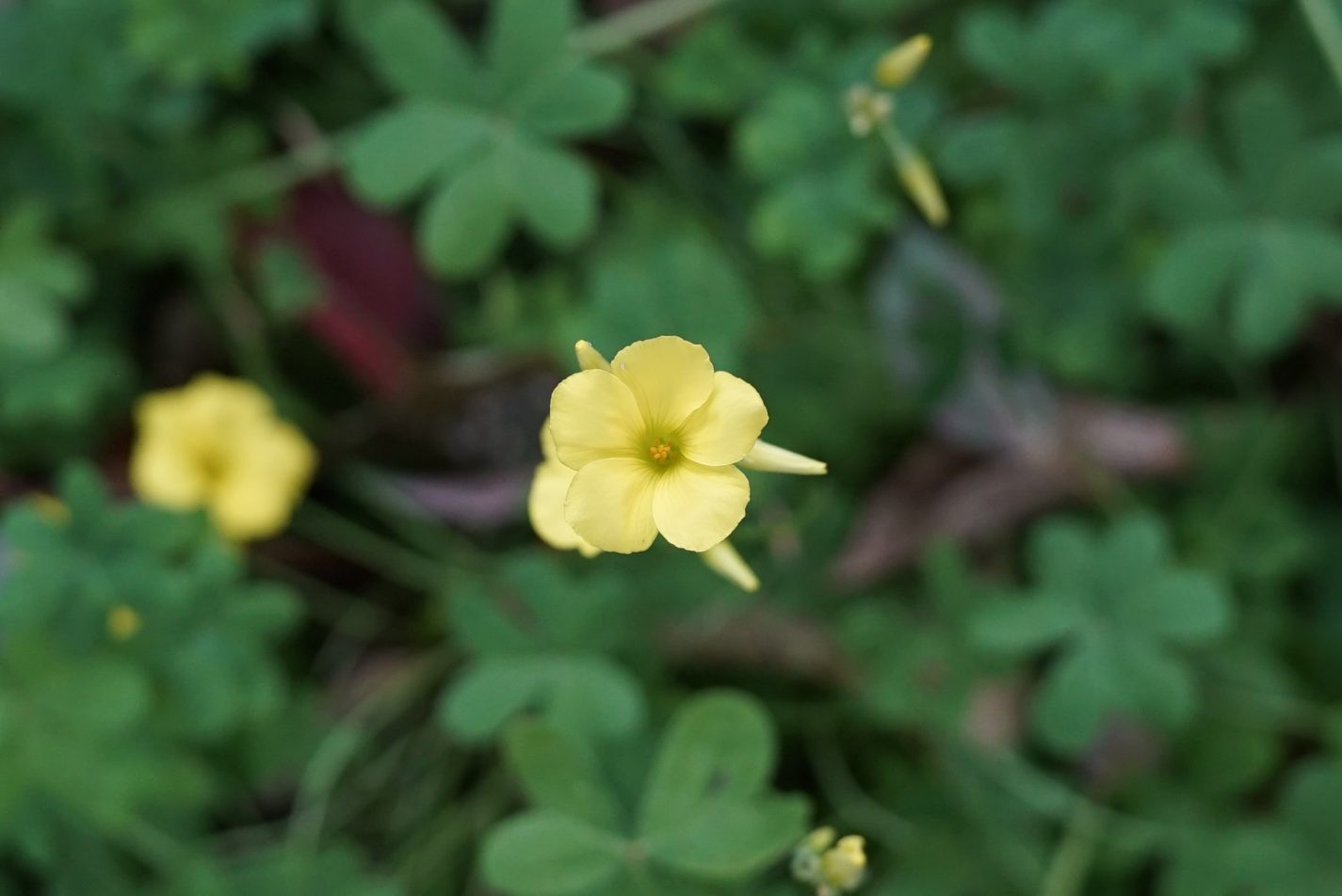 西原緑道に咲く黄色い花