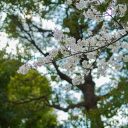 西原緑道の春の花が見頃です。