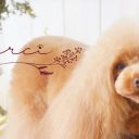 DOG SALON MERCI