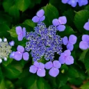 [PHOTOS] 西原緑道の紫陽花が満開です