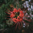 [PHOTOS]西原緑道の彼岸花