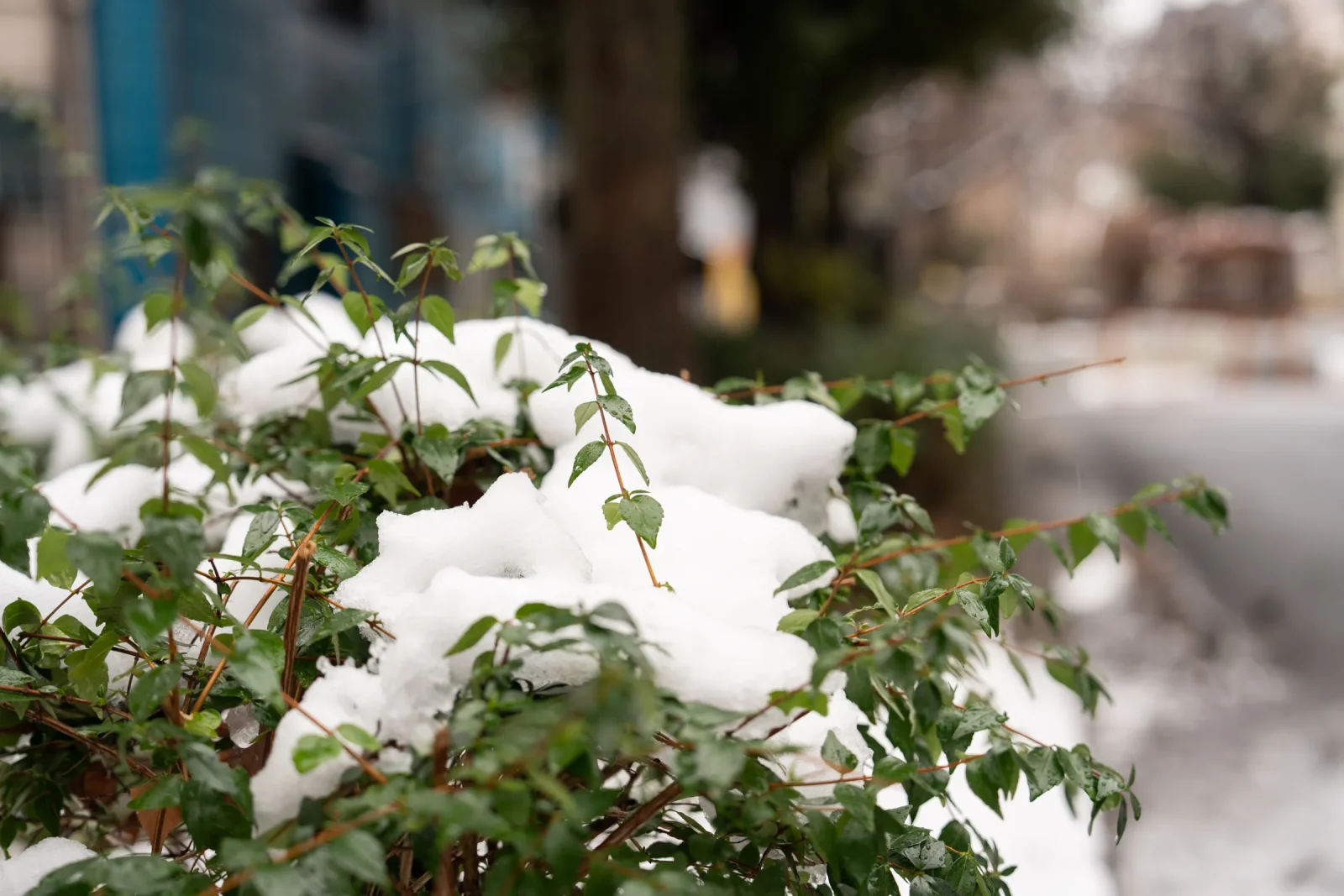 積もる雪