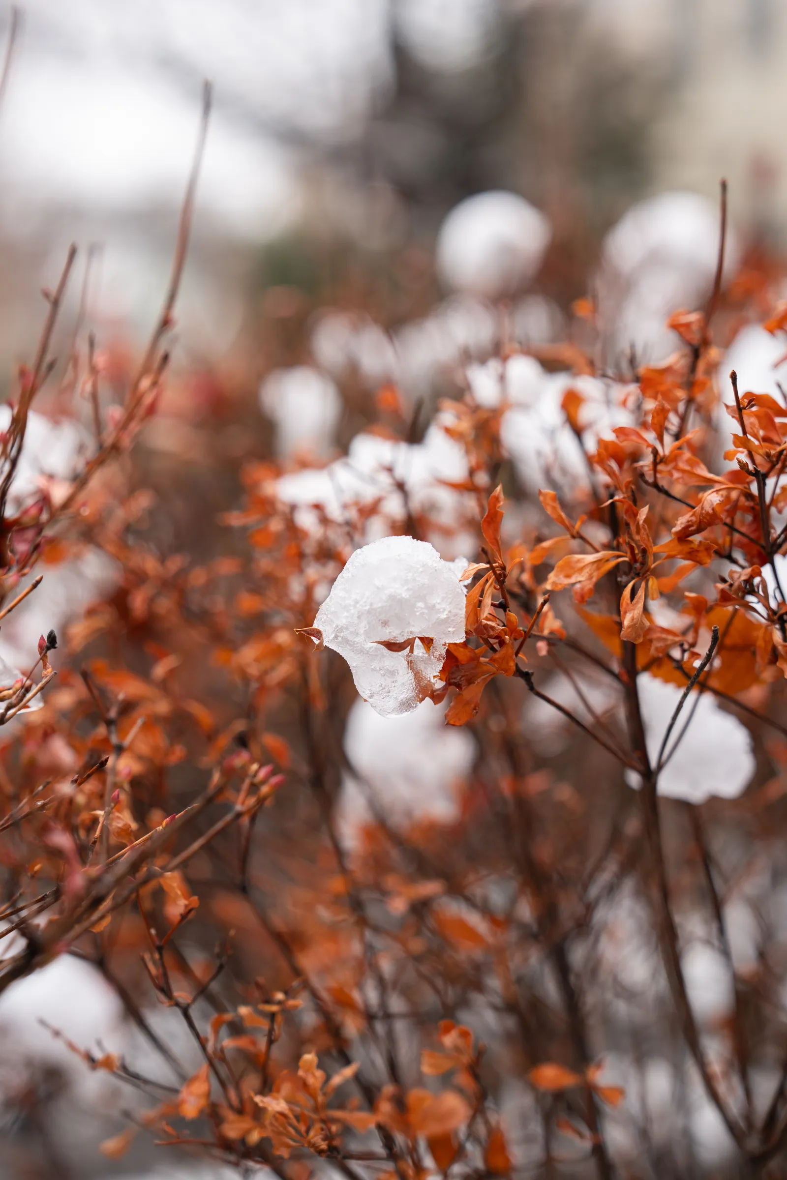 観葉植物に積もる雪