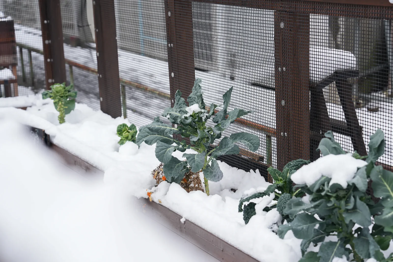 野菜に積もる雪
