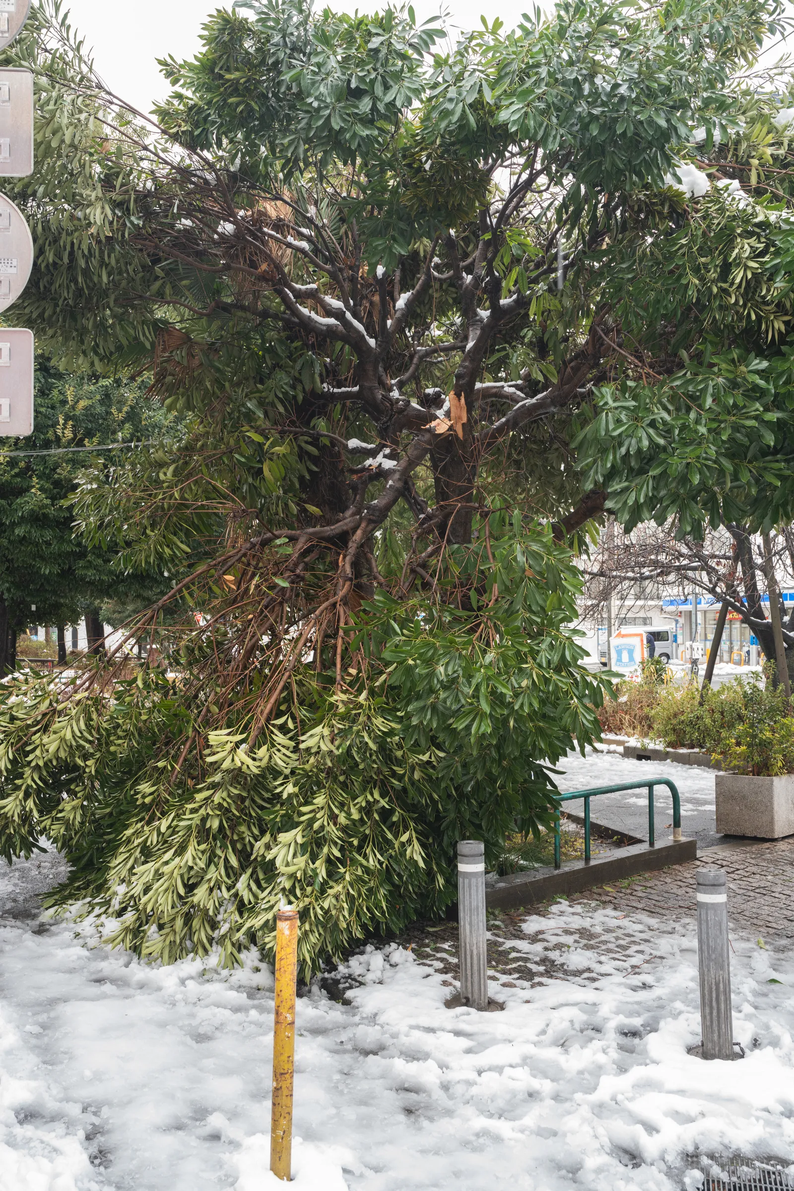 枝が折れた街路樹
