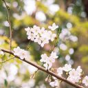 益田工房東京にも春到来
