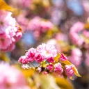 [写真] 緑道沿いに咲く春の花 撮影地: 渋谷区西原緑道