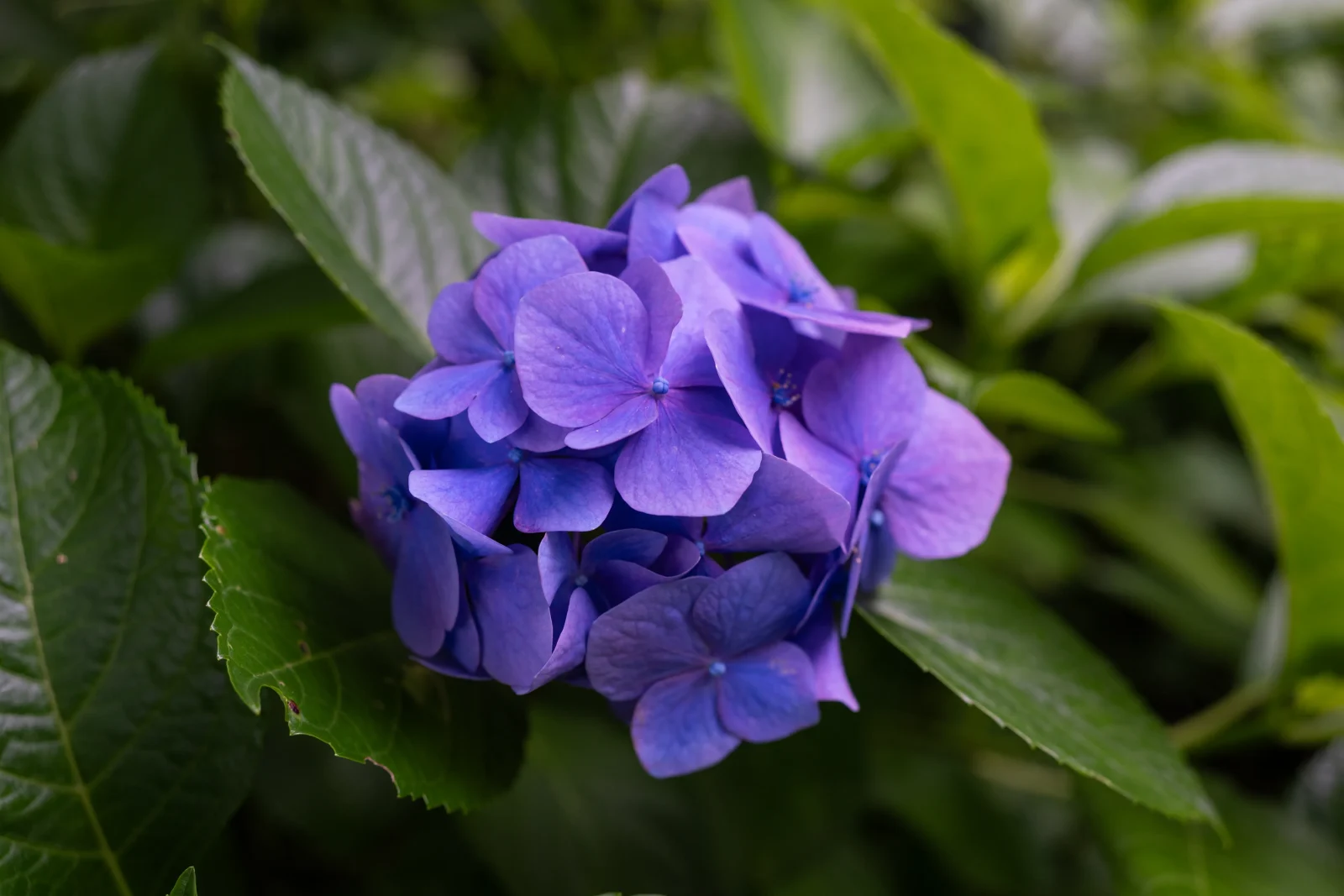 紫の紫陽花