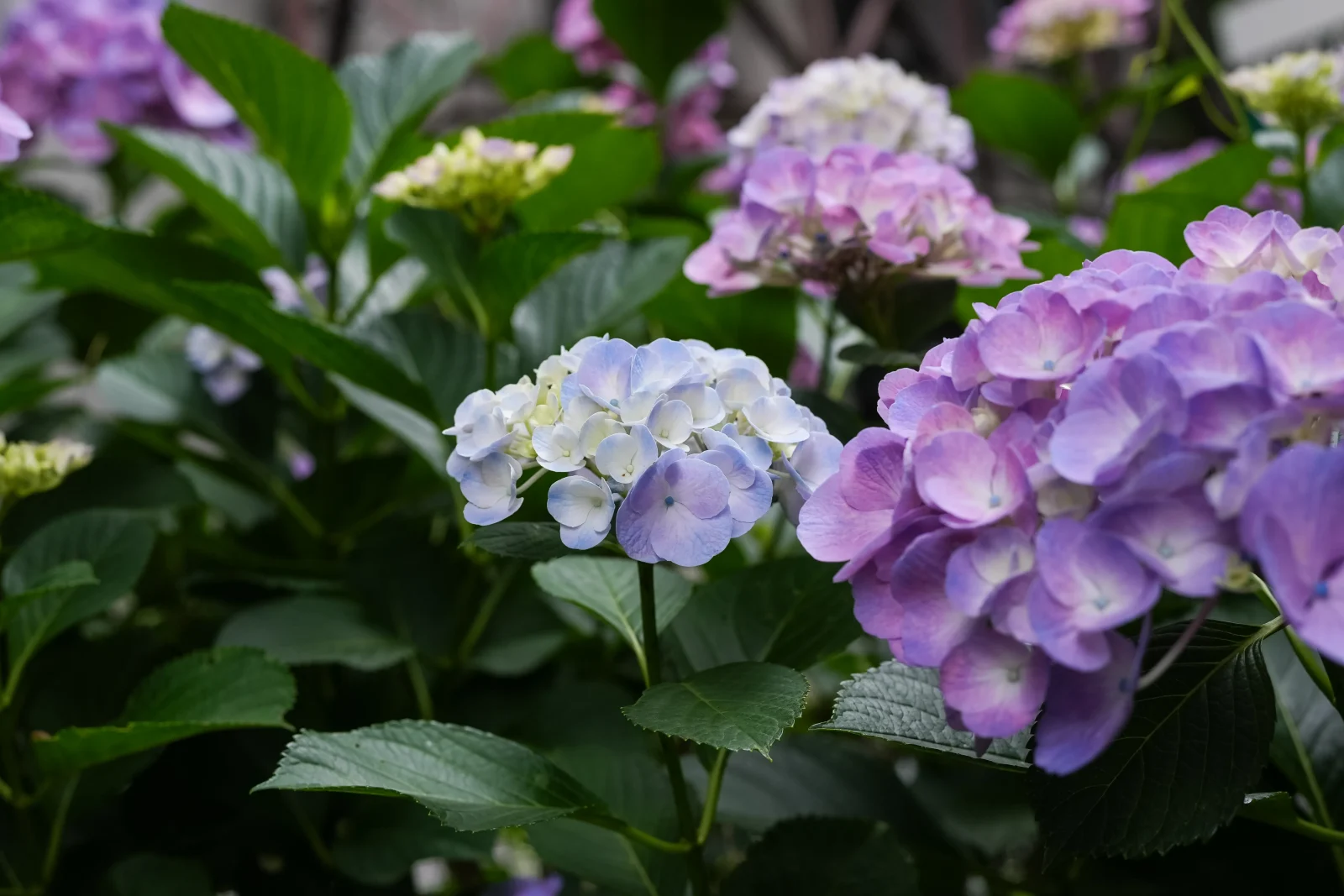 色々紫陽花