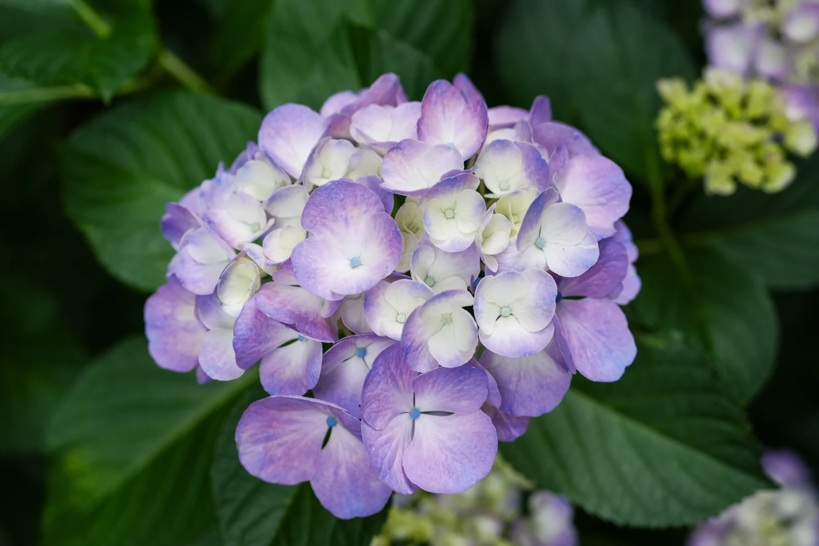 薄紫の紫陽花