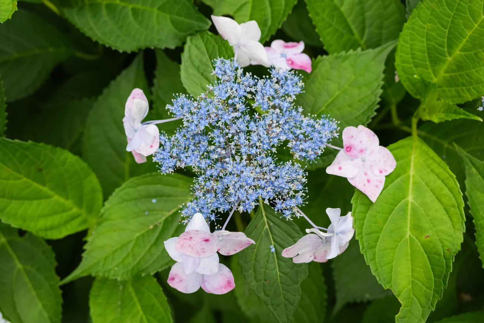 ピンクの紫陽花