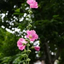 [写真] 梅雨入り前の花たち 撮影地: 渋谷区西原緑道