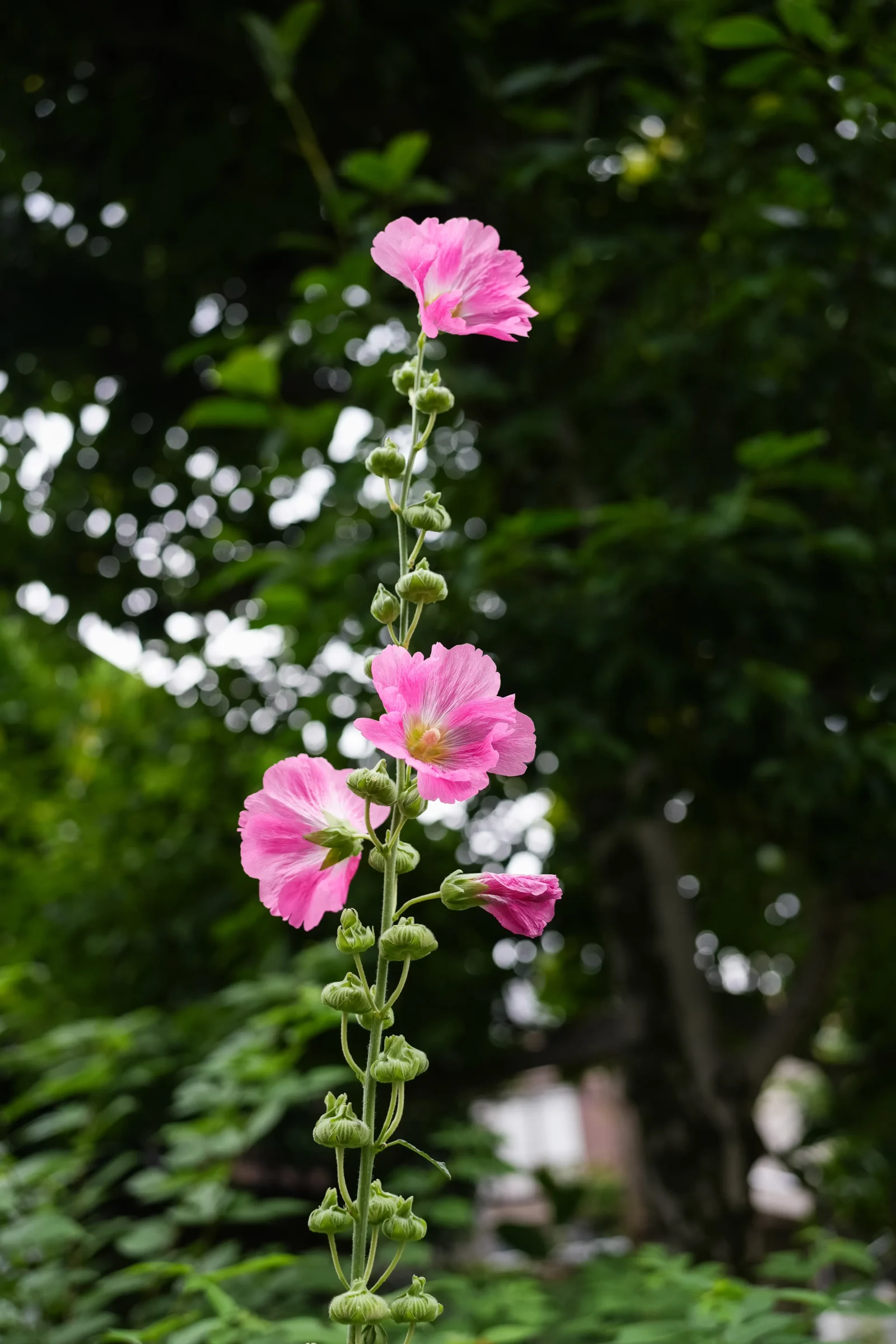 縦長のピンクの花