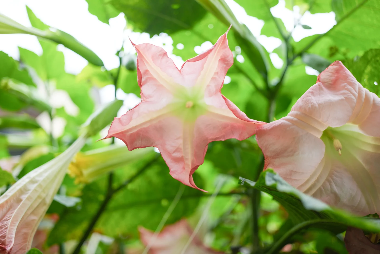 あさがお的な花