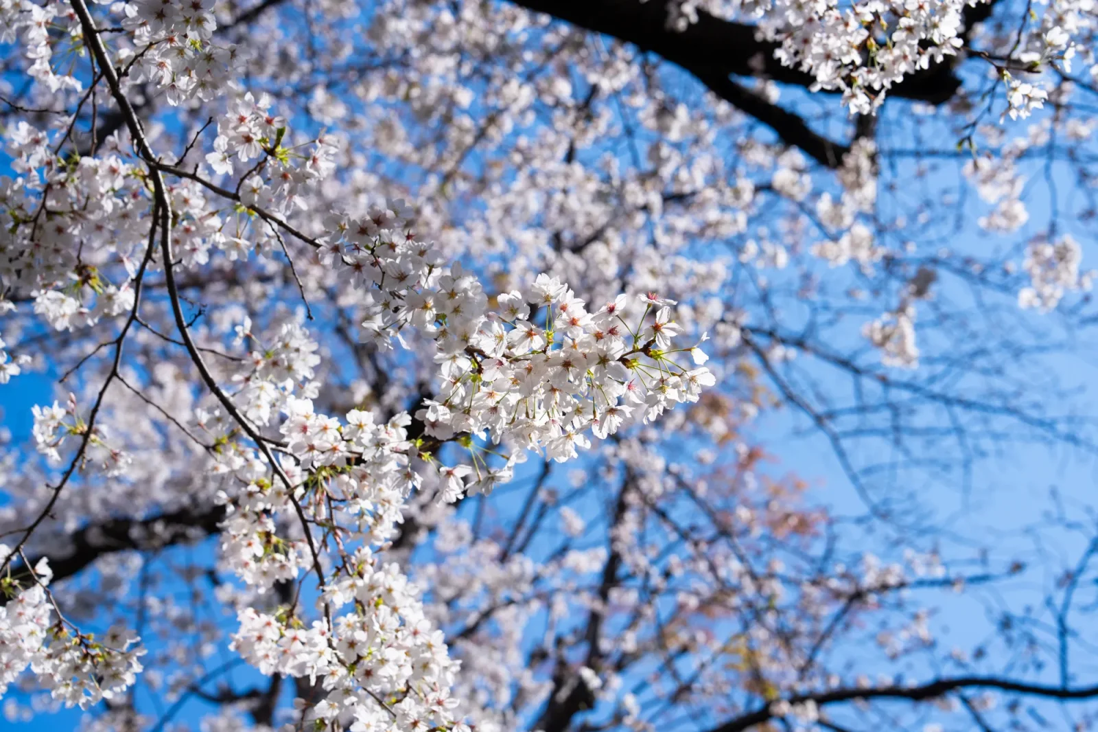 西原緑道 満開の桜