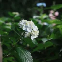 [写真] 梅雨入り前の花たち2025年版 撮影地: 渋谷区西原緑道
