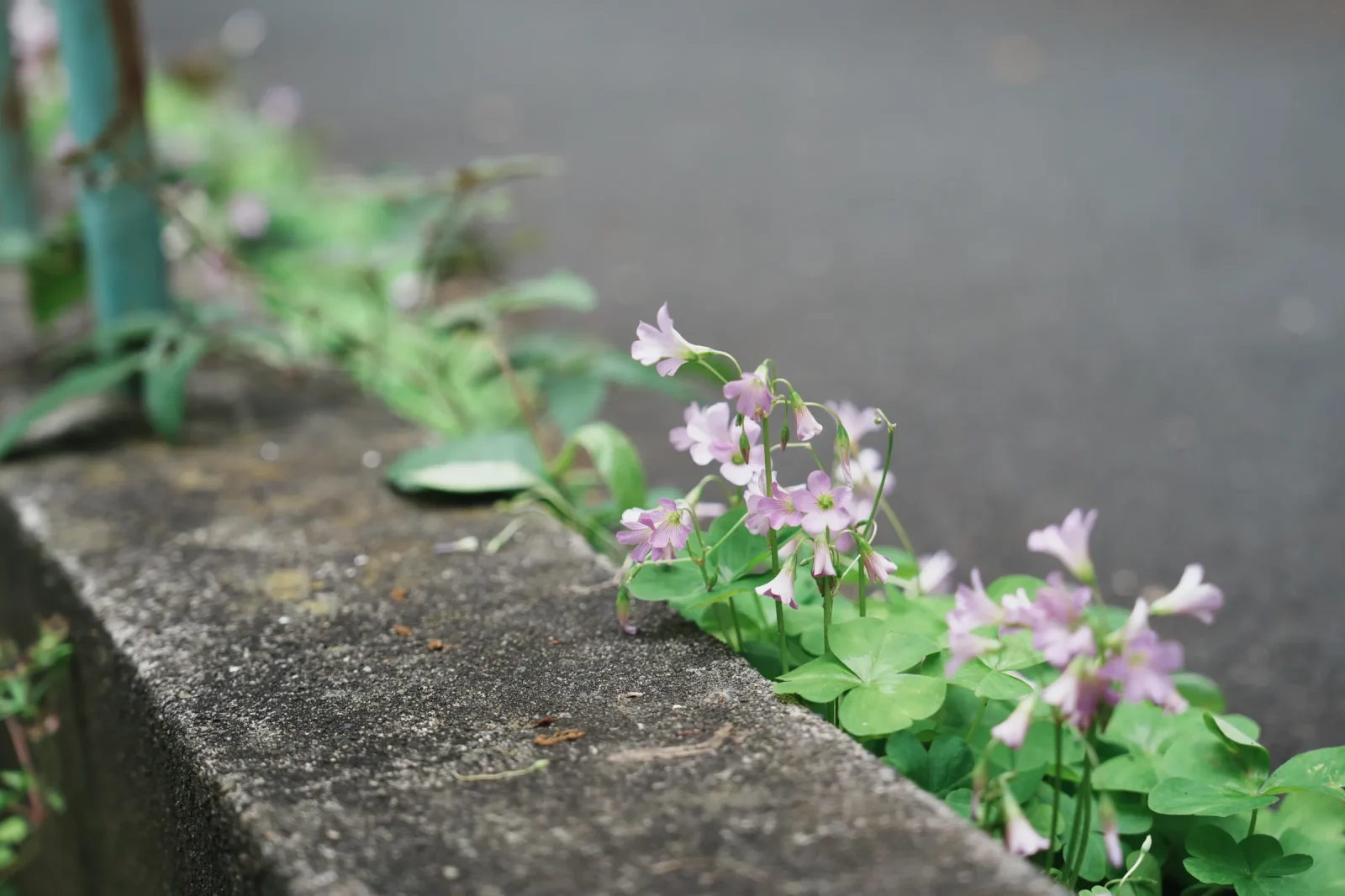 ピンクの花