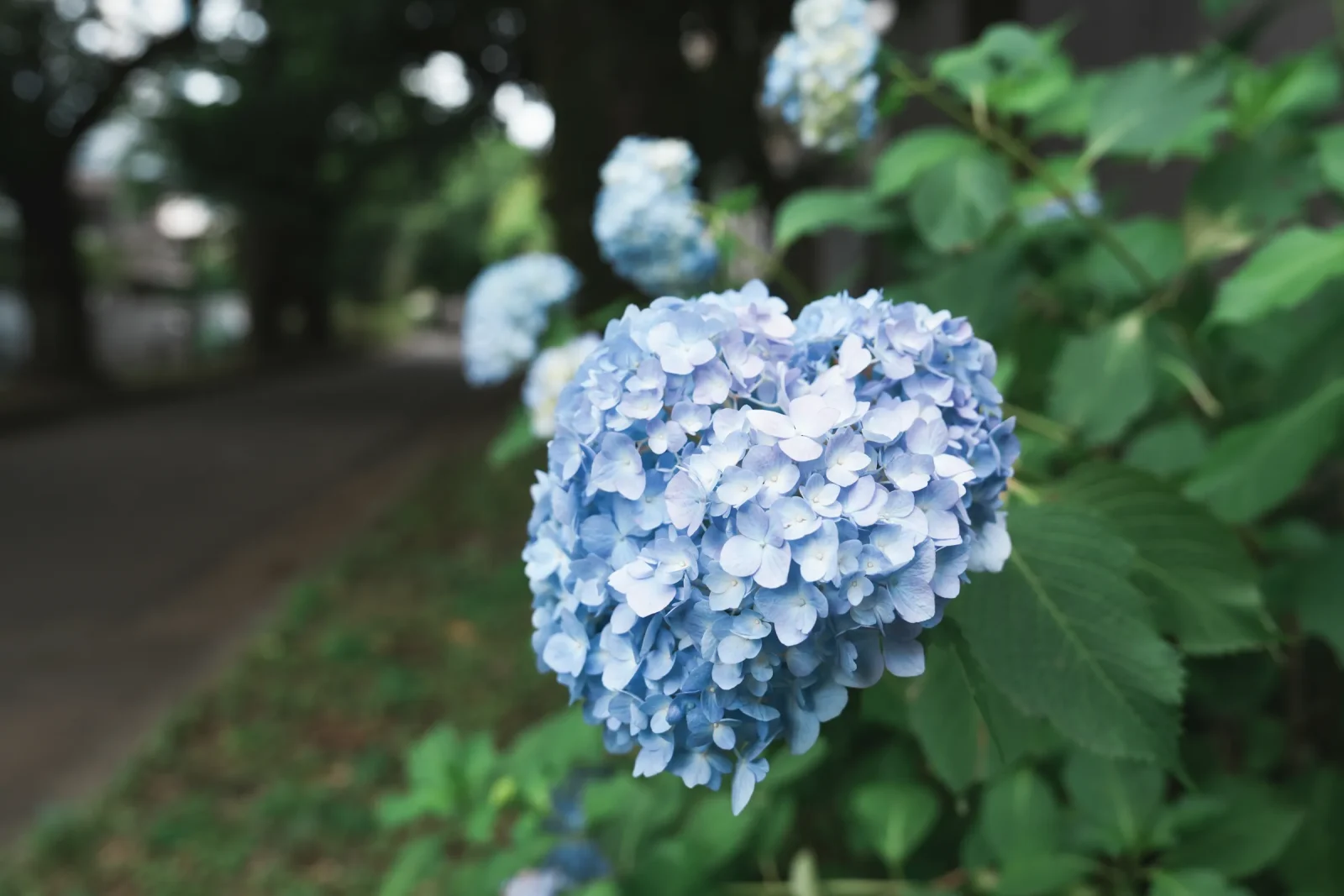毎年撮影するのが恒例の紫陽花