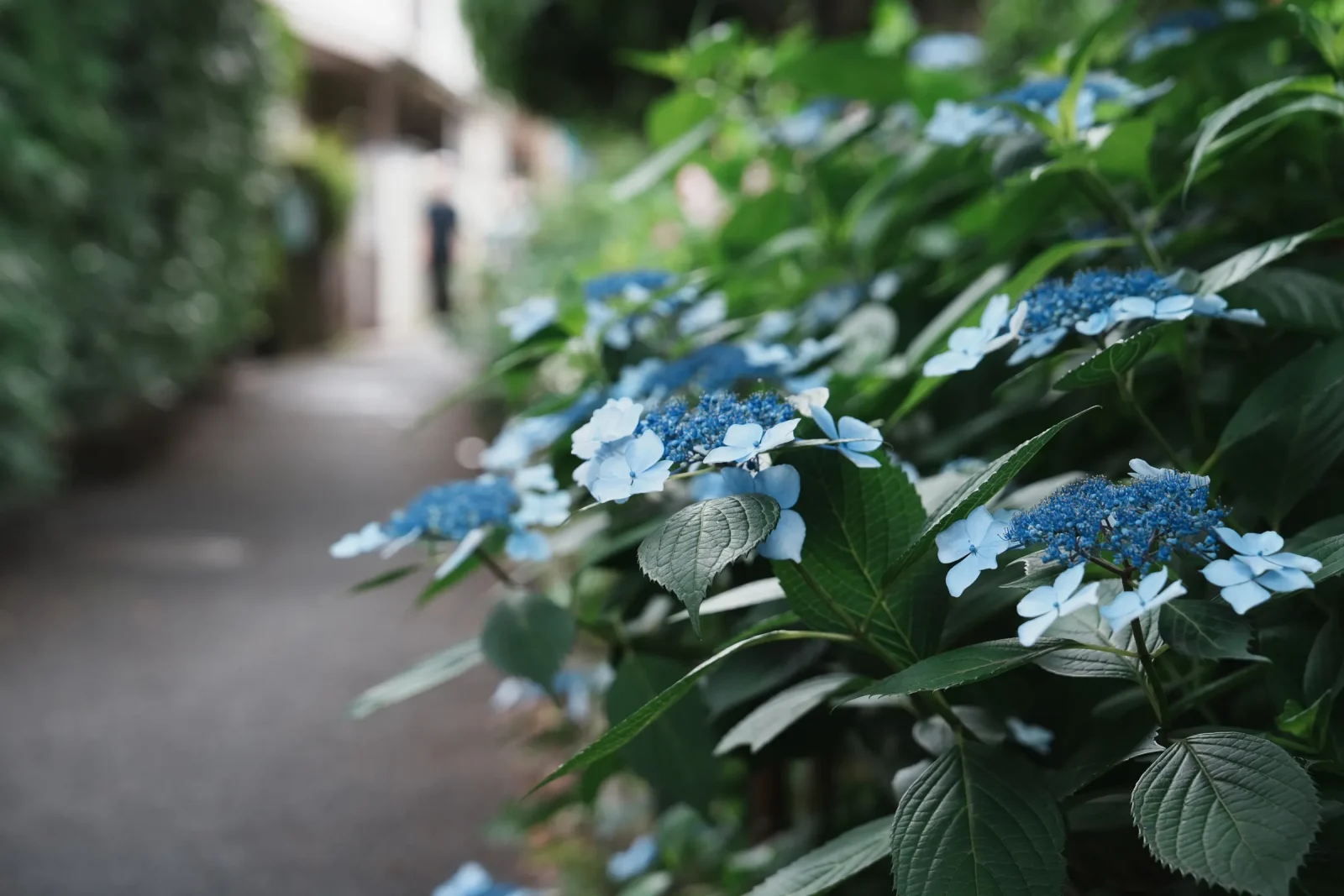 緑道脇の細道に咲く紫陽花